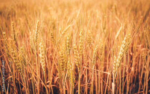 Background from a field of ears of ripe wheat.