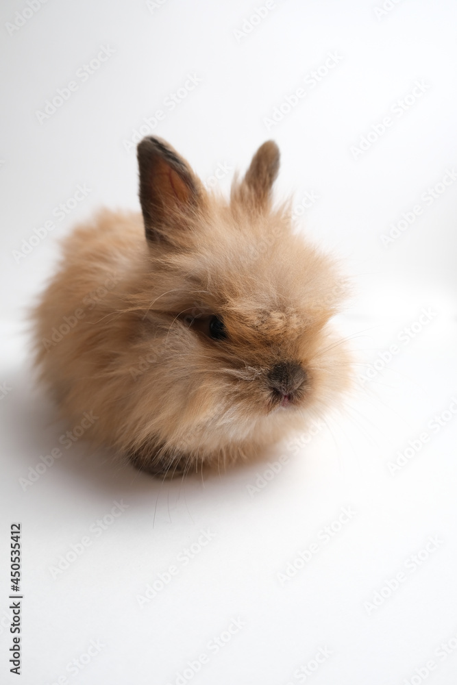 Cute fluffy ginger bunny, rabbit. Cute fluffy ginger bunny, rabbit.