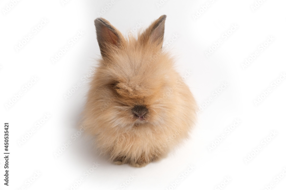 Obraz premium Cute fluffy ginger bunny, rabbit.