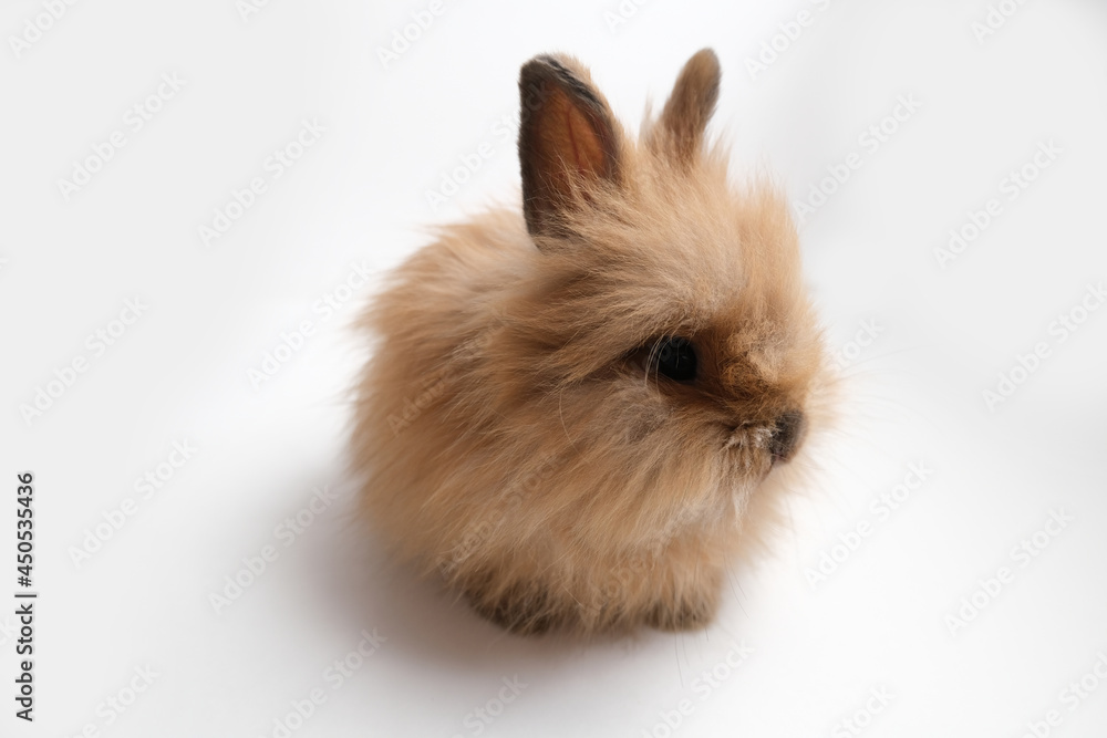Cute fluffy ginger bunny, rabbit.