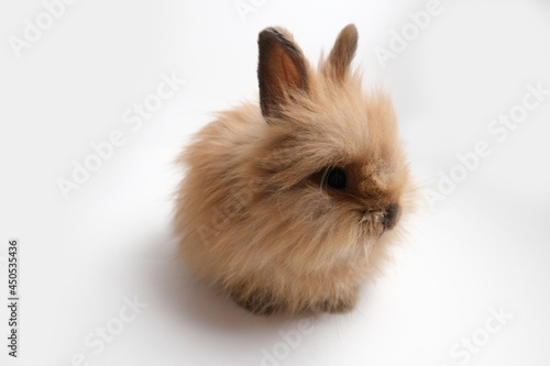 Cute fluffy ginger bunny, rabbit.
