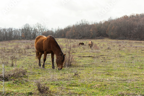 Horse grazing spring meadow green grass. Rural peaceful atmospheric landscape. Young brown horses graze grass in the pasture. The concept of country life, household breeding. Portrait of an animal