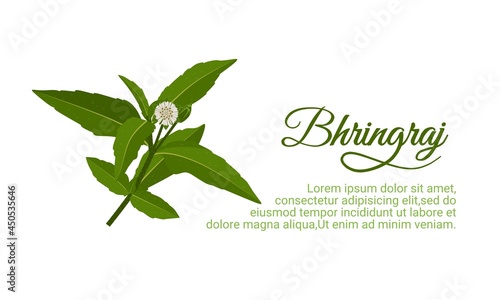 Eclipta Alba, Eclipta Prostrata or Bhringraj, also known as False Daisy is an effective herbal medicinal plant in Ayurvedic medicine.vector illustration.