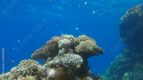 School of tropical fish swims near beautiful coral reef on blue water background. Shoal of Arabian Chromis (Chromis flavaxilla) Camera moving forwards photo