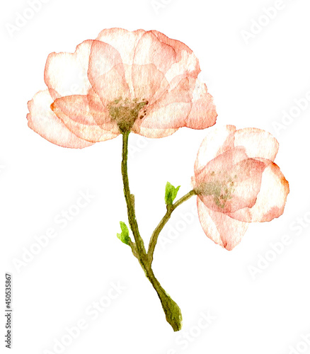 Primo piano di fiore rosa d acquerello