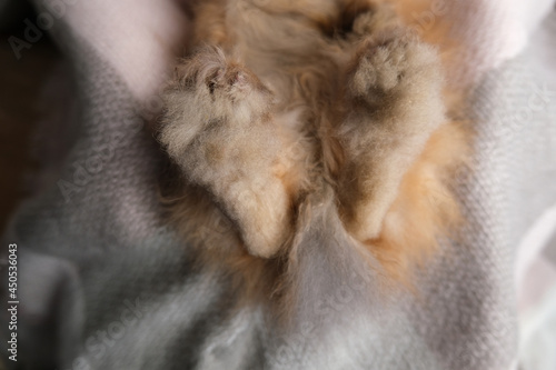 Wallpaper Mural Cute ginger  adorable bunny, rabbit. Torontodigital.ca