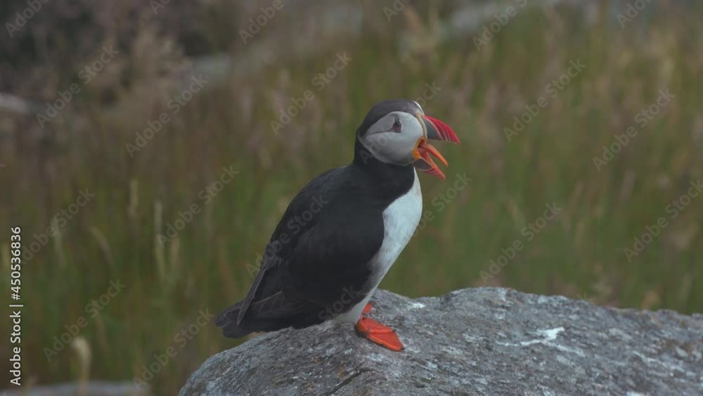 atlantic puffin open close beak visible tounge beautiful colorful bird misty day atlantic puffin open close beak visible tounge beautiful colorful bird misty day