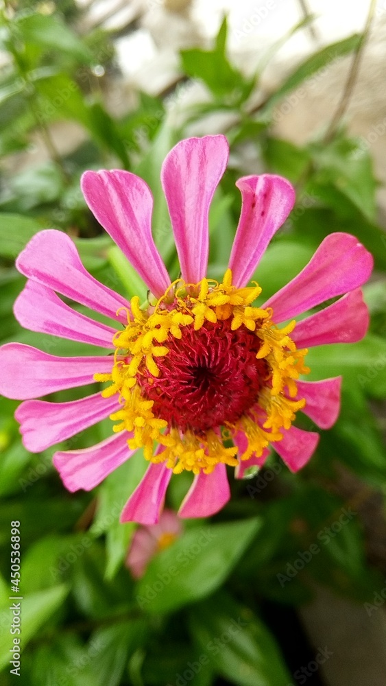 Obraz premium red flowers bloom and look beautiful to the eye 