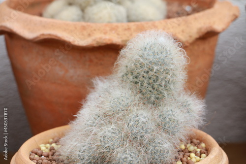 Mammillaria bocasana or Mammillaria Camenae in pot on the wood table for background.Cactus cute in home. photo