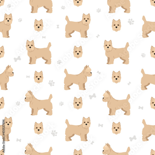 Cairn terrier seamless pattern. Different poses, coat colors set © a7880ss