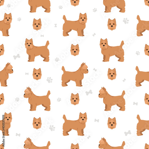 Cairn terrier seamless pattern. Different poses  coat colors set