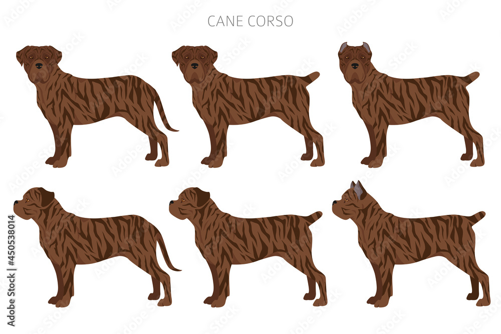 Naklejka premium Cane corso clipart. Different poses, coat colors set