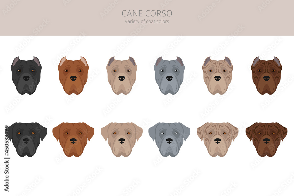 Cane corso clipart. Different poses, coat colors set