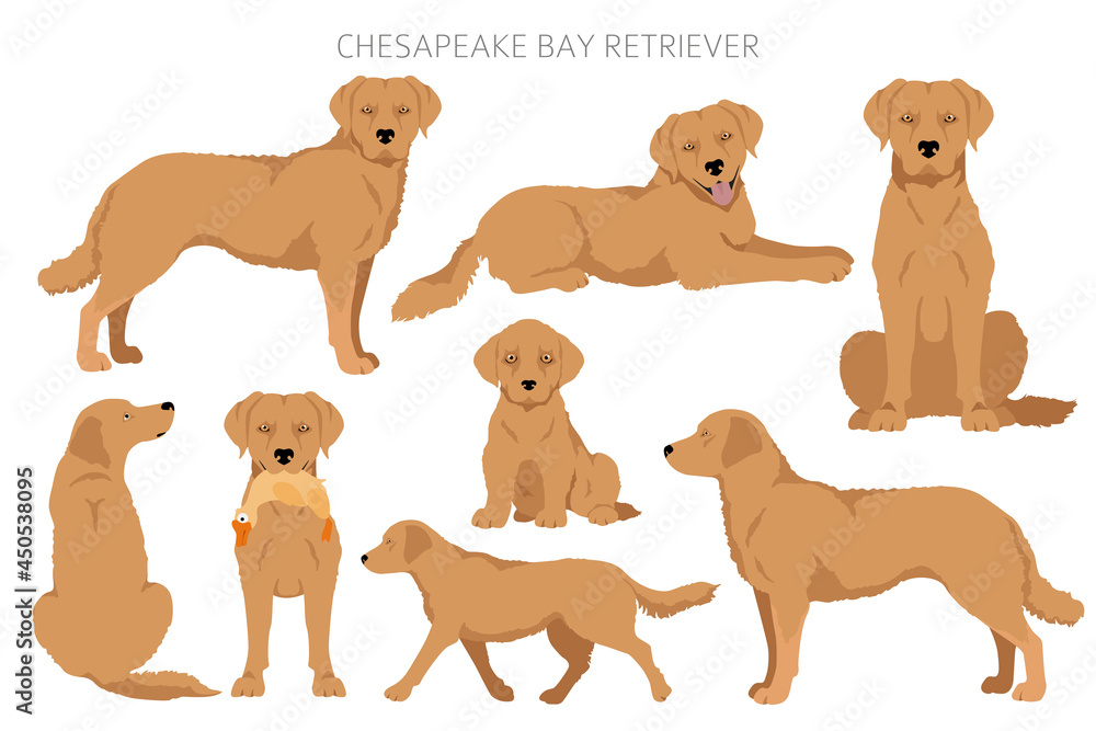 Chesapeake bay retriever clipart. Different poses, coat colors set