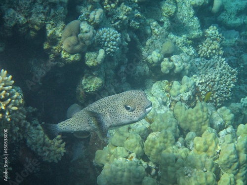 animal, aquarium, aquatic, beauty, blue, bottom, bright, colony, color, colorful, coral, coral reef, corals, dive, egypt, exotic, fish, fishes, hard coral, life, marine, marine life, nature, photograp © Iryna