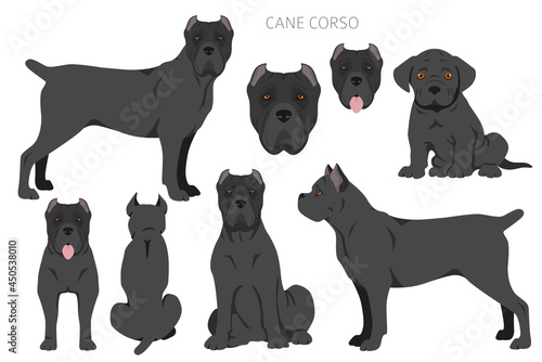 Cane corso clipart. Different poses, coat colors set