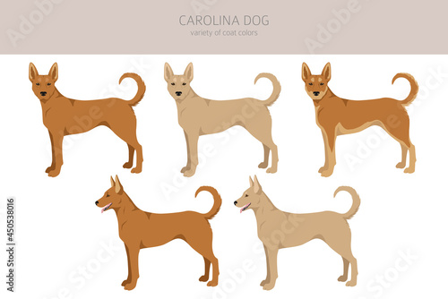 Carolina dog clipart. Different poses, coat colors set