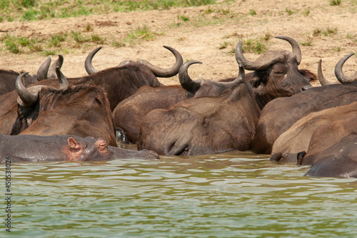 buffalos and hippo Queen Elizabeth Uganda