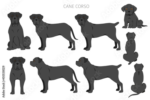 Cane corso clipart. Different poses, coat colors set