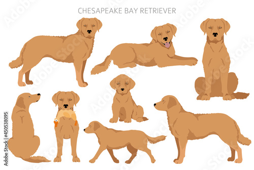 Chesapeake bay retriever clipart. Different poses, coat colors set