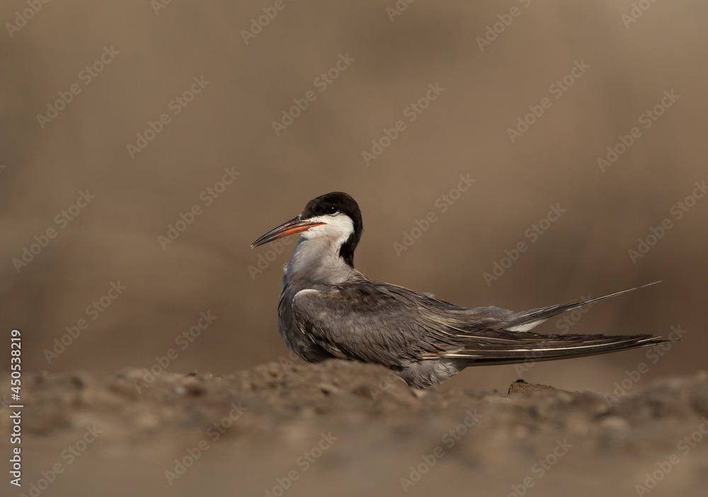 Fototapeta premium Portrait of a White-cheeked Tern at Asker marsh, Bahrain