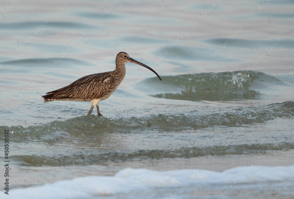 Eurasian curlew during high tide at Busaiteen coast, Bahrain Eurasian curlew during high tide at Busaiteen coast, Bahrain