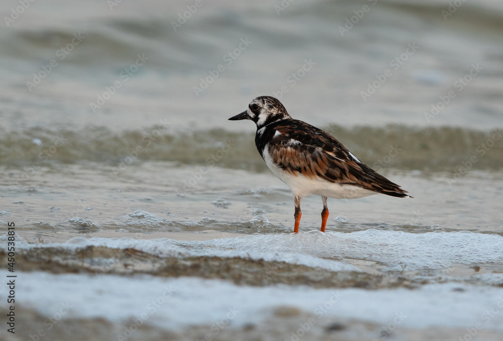 Ruddy Turnstone at Busaiteen coast, Bahrain Ruddy Turnstone at Busaiteen coast, Bahrain