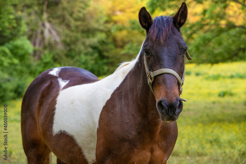 Horse in a shaded pasture in rural Tennessee