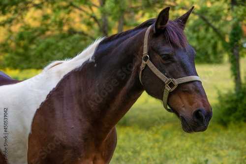 Fototapeta Naklejka Na Ścianę i Meble -  Horse in a shaded pasture in rural Tennessee