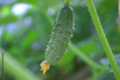 Green prickly cucumber with flower close-up with blurred background.