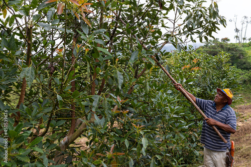 farmer harvesting avocado with a tall scissors
