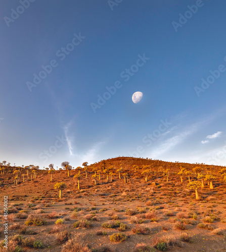 Photography Aloe Forrest