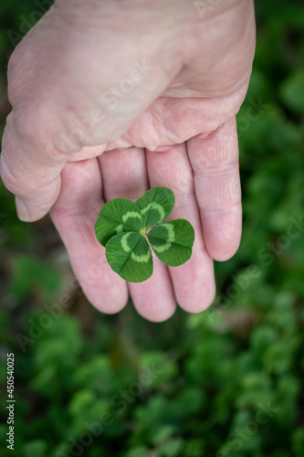 A four leafed white clover, trifolium repens freshly picked and held in womans hand
