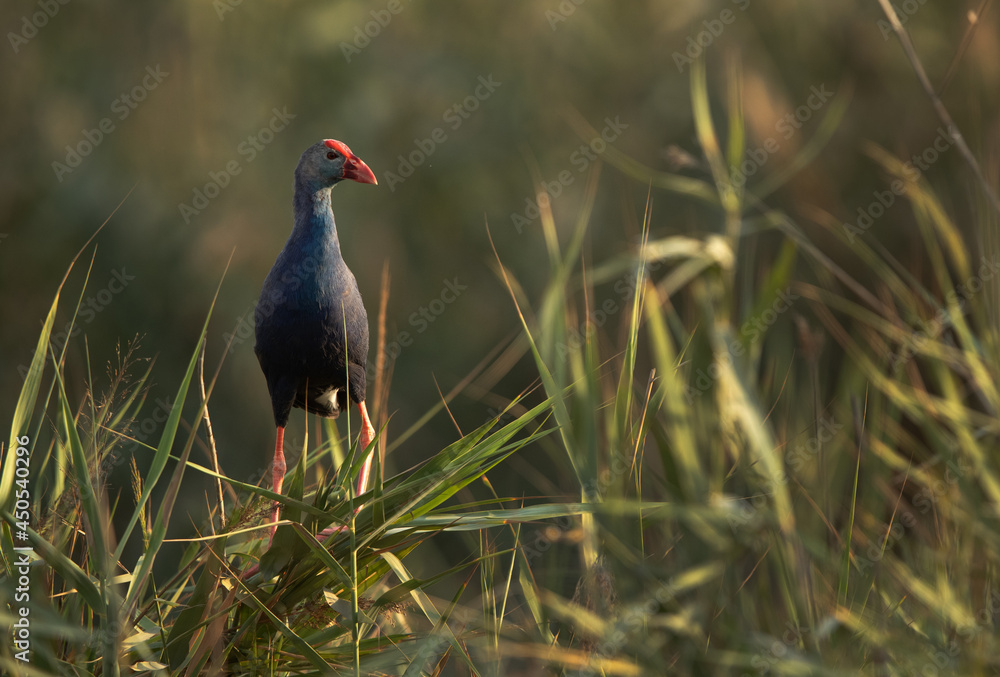 Grey-headed Swamphen in green at Asker Marsh, Bahrain Grey-headed Swamphen in green at Asker Marsh, Bahrain