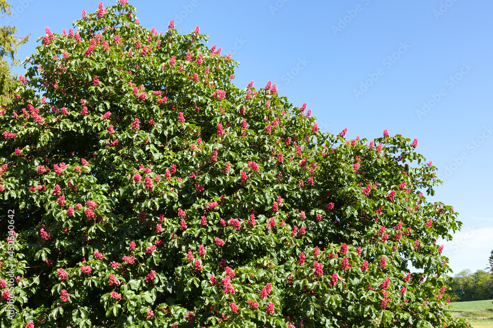 Red horse chestnut tree in blossom at North Cerney, Gloucestershire UK