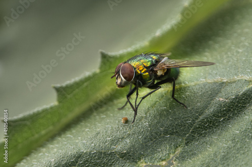 Fliege auf grünem Blatt