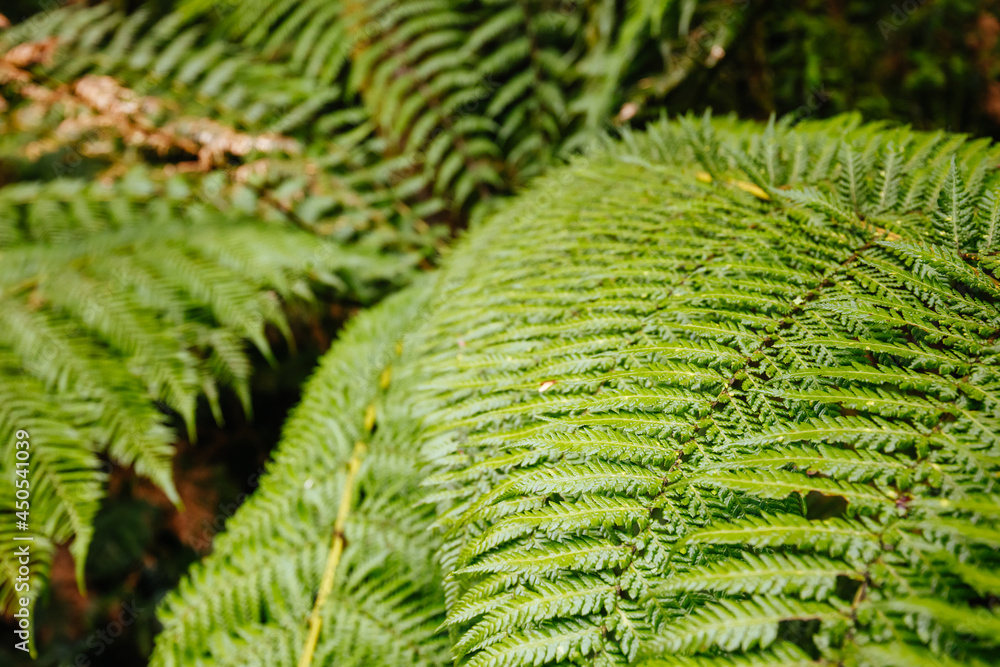 Hopetoun Falls Cape Otway in Victoria Australia Hopetoun Falls Cape Otway in Victoria Australia