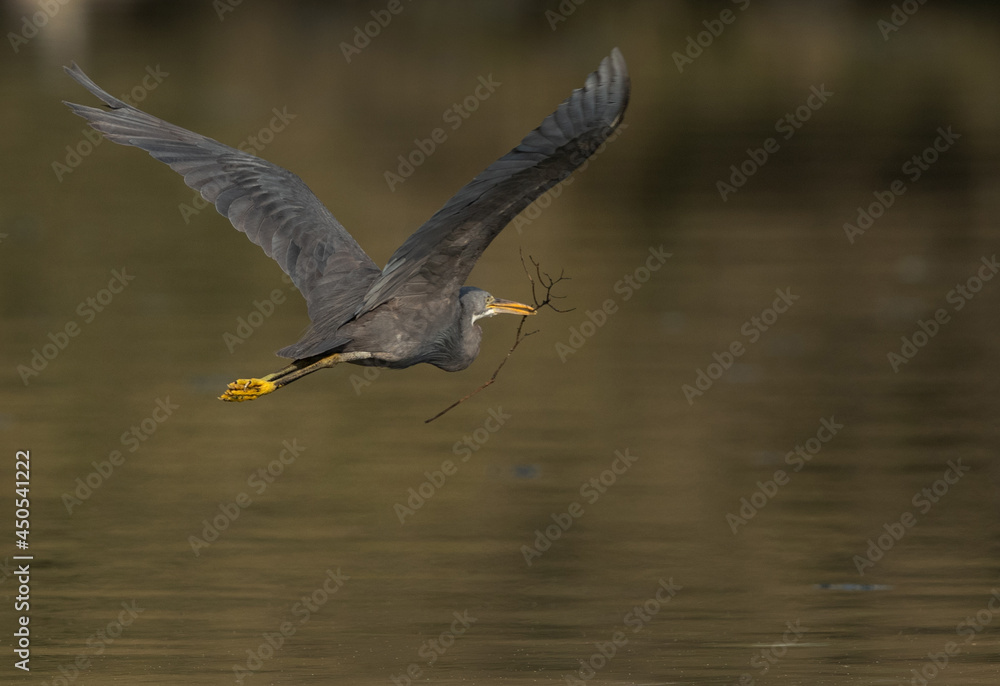 Western reef heron in flight carrying nesting material at Tubli bay, Bahrain Western reef heron in flight carrying nesting material at Tubli bay, Bahrain