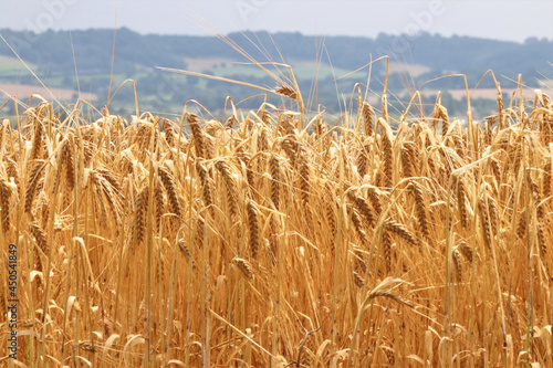 Closeup of a wheat field during dayli photo