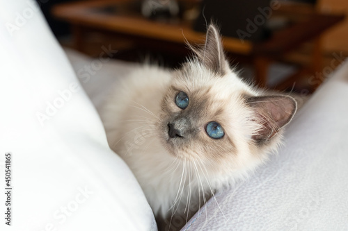 Portrait d'un chaton sacré de Birmanie
