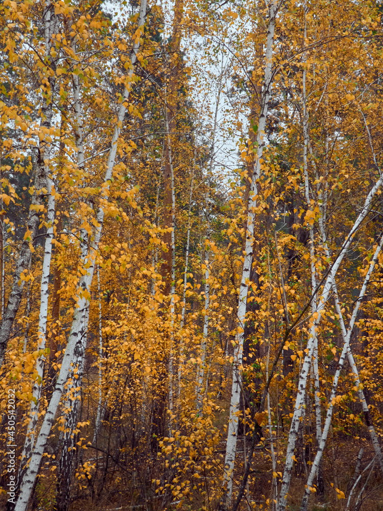 Fototapeta premium Autumn forest with yellow birches.