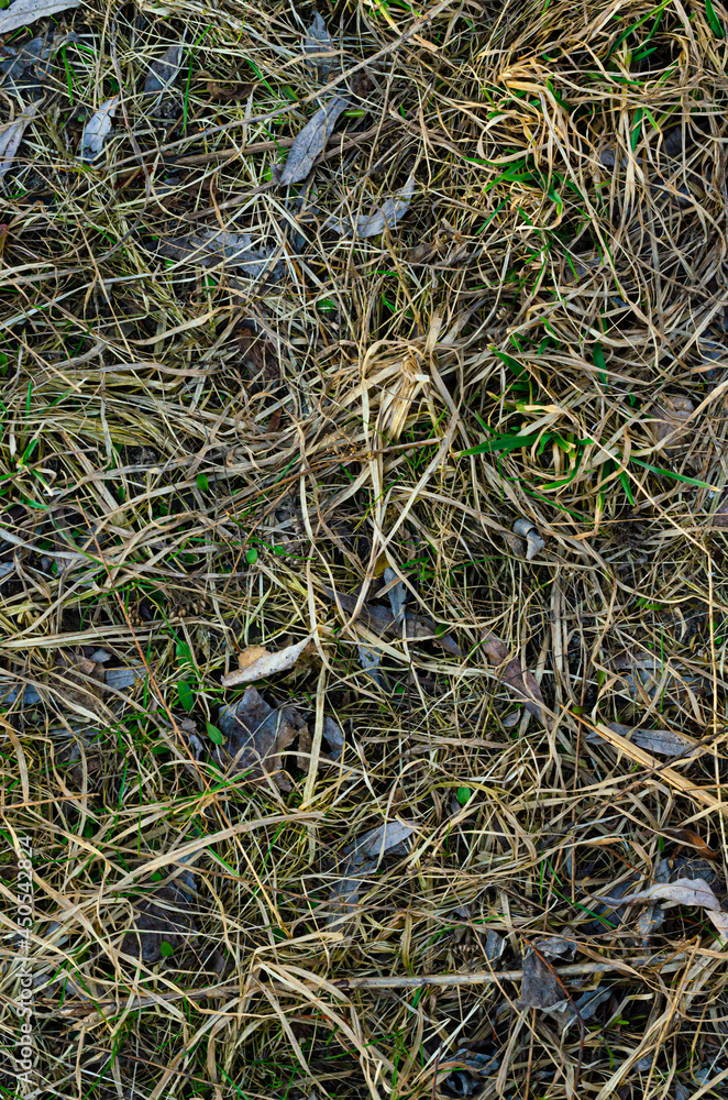 Dry gtass texture vertical Dry gtass texture vertical