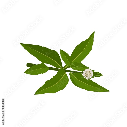 Eclipta Alba, Eclipta Prostrata or Bhringraj, also known as False Daisy is an effective herbal medicinal plant in Ayurvedic medicine.vector illustration.