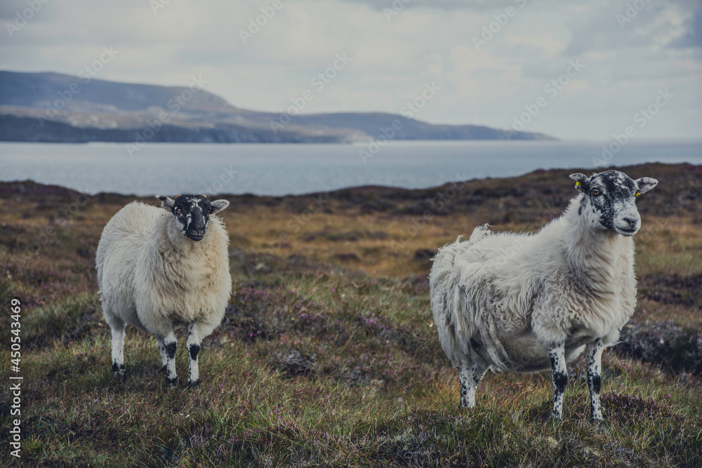 Obraz premium sheep on a hill