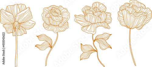 Rose flowers and leaves. Isolated on white. Hand drawn line vector illustration. Eps 10