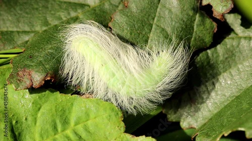 A Miller moth Caterpillar. Scientific name, Acronicta leporina. Caterpillar is feeding on some Alder leaves. photo