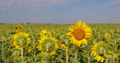 One sunflower confronts everyone in field as concept of another opinion or opposition.