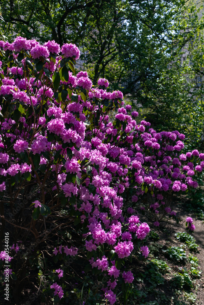 Beautiful Blooming Purple Flowers on a Bush during Spring at Central Park in New York City Beautiful Blooming Purple Flowers on a Bush during Spring at Central Park in New York City