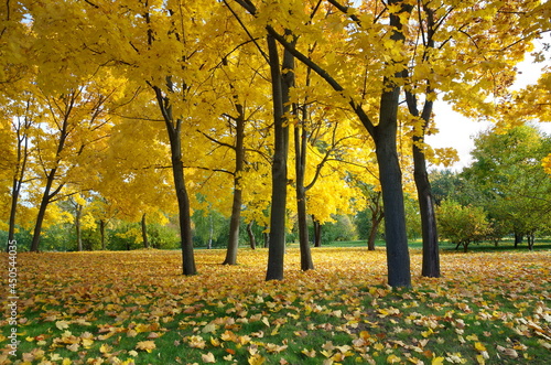Yellowed maples with fallen leaves in the autumn park