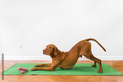 the dog is doing yoga at home on a green fitness mat 